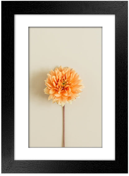 A4 Picture Frame with Card Mount, Black, Set of 6, A4 Art Print, Certificate & Poster Photo Frame - Daily Buy